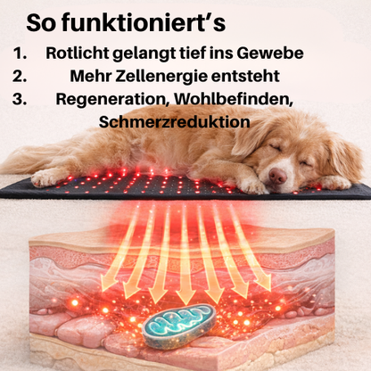 Vyroon RedPet Hunde Rotlichttherapie-Matte & Gürtel