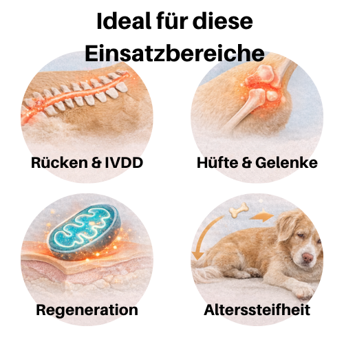 Vyroon RedPet Hunde Rotlichttherapie-Matte & Gürtel